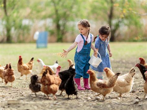 Enfants donnant à manger à des animaux de ferme