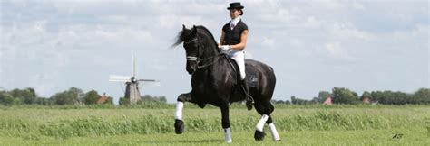Cheval Frison en pleine action de dressage