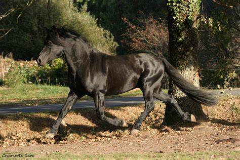 Cheval de Mérens en action lors d'une randonnée