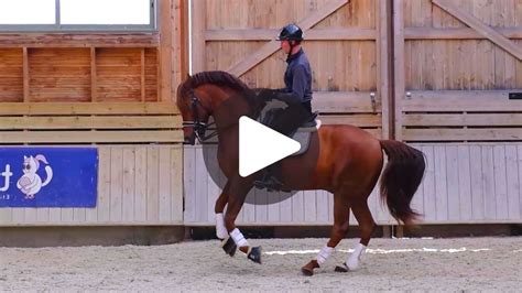 Cheval au trot rassemblé