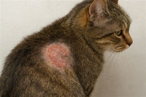 Chat avec une lésion cutanée suspecte