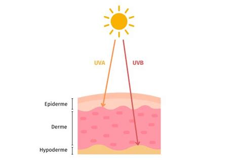 Diagramme montrant l'effet des UV sur les cellules de la peau