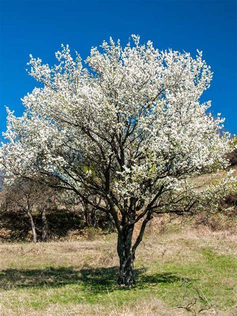 Arbre de mirabellier en fleurs