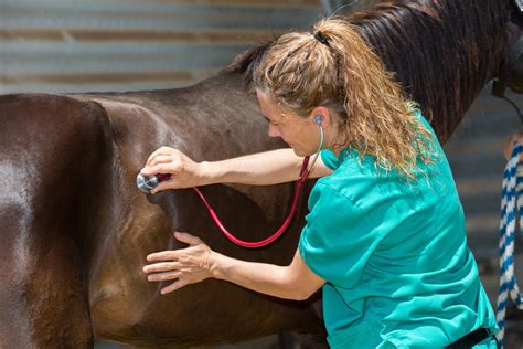 Vétérinaire équin examinant un cheval