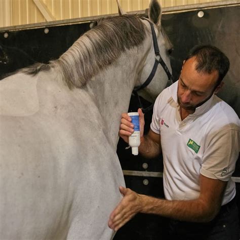 Cheval appliquant un gel sur ses membres