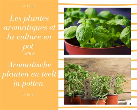 Plantes aromatiques séchant dans un atelier