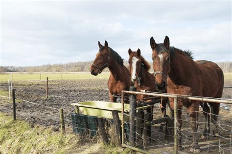 Un cheval heureux au paddock