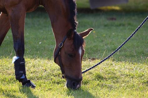 Cheval de trait en pâturage avec un licol en cuir