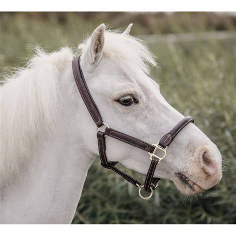 Licol en cuir miniature pour poney Shetland