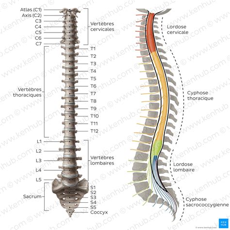Diagramme illustrant l'anatomie du dos du cheval, montrant vertèbres, muscles et ligaments.