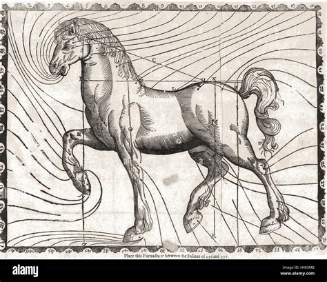 Illustration d'un cheval montrant des signes de gêne au niveau du dos lors du pansage.