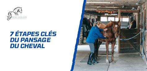 Cheval en train d'être pansé