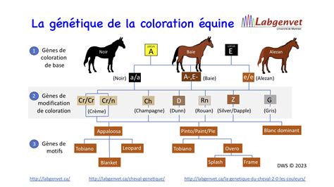 Diagramme génétique de la robe noire du cheval