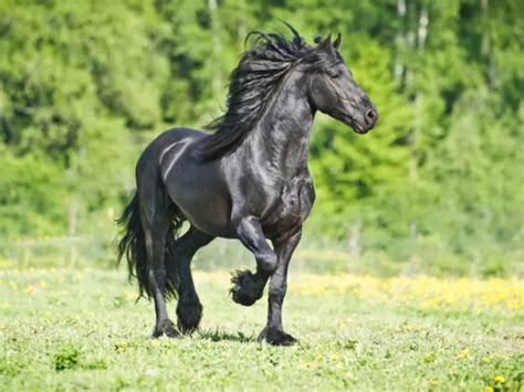 Un magnifique cheval Frison noir aux crins longs