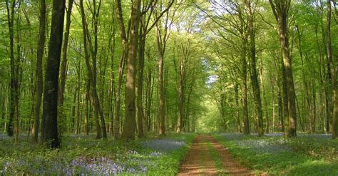 Paysage automnal de la forêt de Lyons