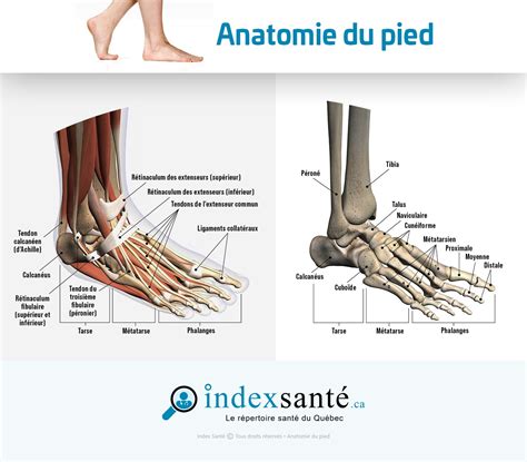 Anatomie simplifiée du pied du caprin