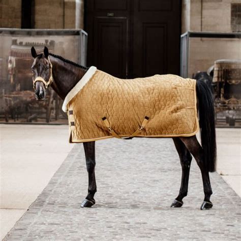 Cheval portant une couverture Kentucky