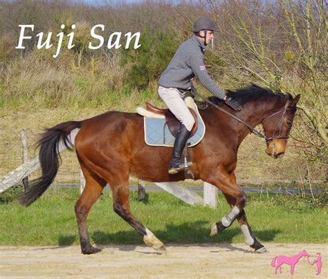 Cheval au travail dans une carrière