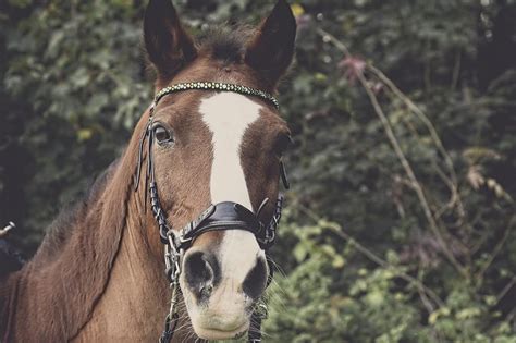 Cheval portant un hackamore