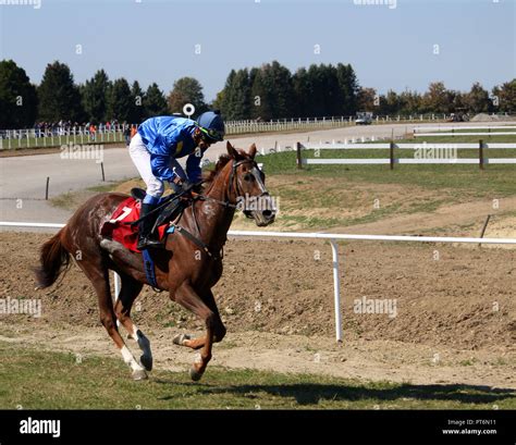 Jockey et cheval au départ d'une course