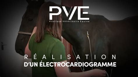 Électrocardiogramme d'un cheval