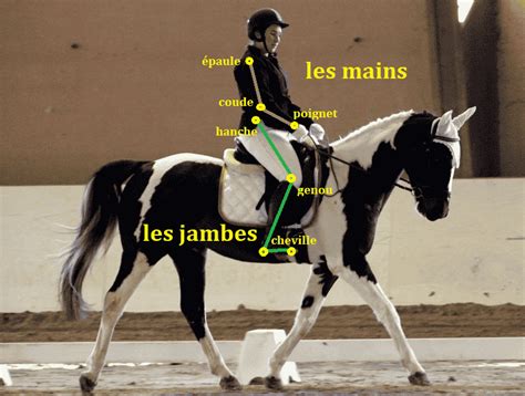 Diagramme illustrant les aides du cavalier (assiette, jambes, mains)