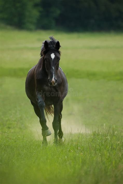 Cheval noir dans un pré