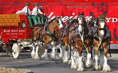 Attelage de Clydesdales Budweiser