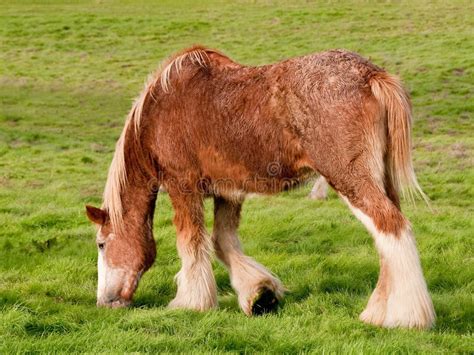 Entraînement d'un jeune Clydesdale