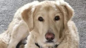 Cavalier se remettant d'une chute