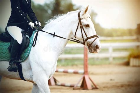 Cavalier sur un cheval lors d'un concours