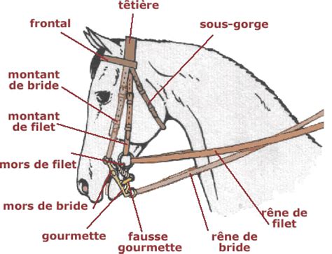 Schéma d'un bridon de cheval
