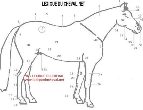 Schéma anatomique du passage de sangle d'un cheval