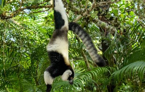 Photographie d'un lémurien dans son habitat naturel à Madagascar