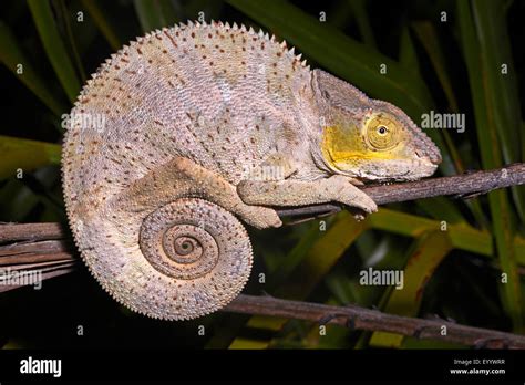 Image d'un caméléon panthère sur une branche à Madagascar