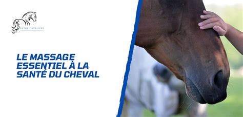 Cheval recevant un massage