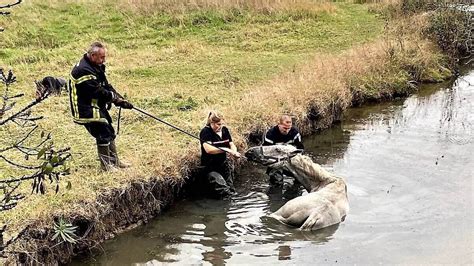 Cheval dans un marais