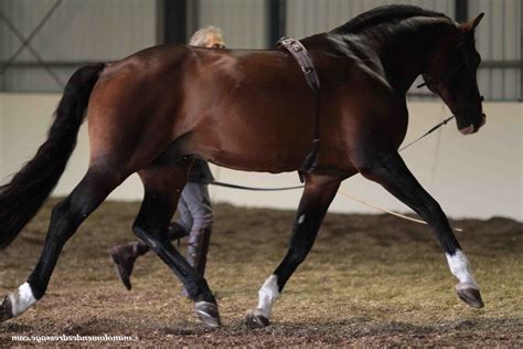 Cavalier travaillant un cheval à la longe