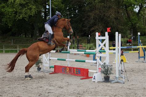 Formation équestre et diplômes
