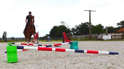Cheval réalisant un exercice de gymnastique avec des barres au sol
