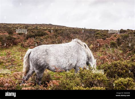 Cheval traversant une lande du Dartmoor