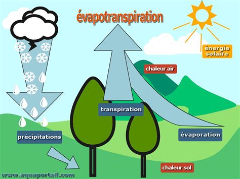Schéma illustrant les facteurs influençant l'évapotranspiration potentielle