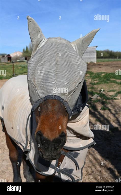 cheval portant un masque Helios