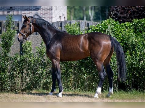 Un étalon bai brun au pas.