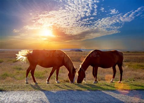chevaux dans un pré sous un ciel orageux