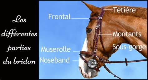 Schéma anatomique montrant les points de pression d'un bridon traditionnel vs un bridon anatomique