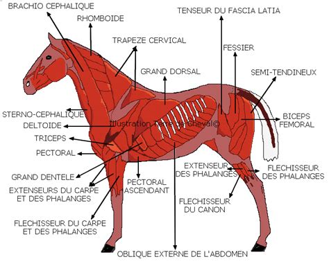 Illustration anatomique d'un Trotteur Français mettant en évidence la musculature, le dos court et l'arrière-main massive.