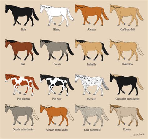 Cheval avec différentes robes de base
