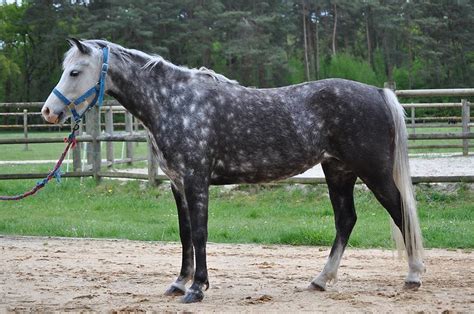Cheval gris à différents âges