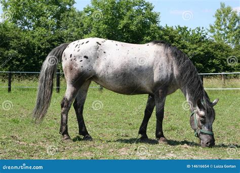 Jument Appaloosa au pâturage